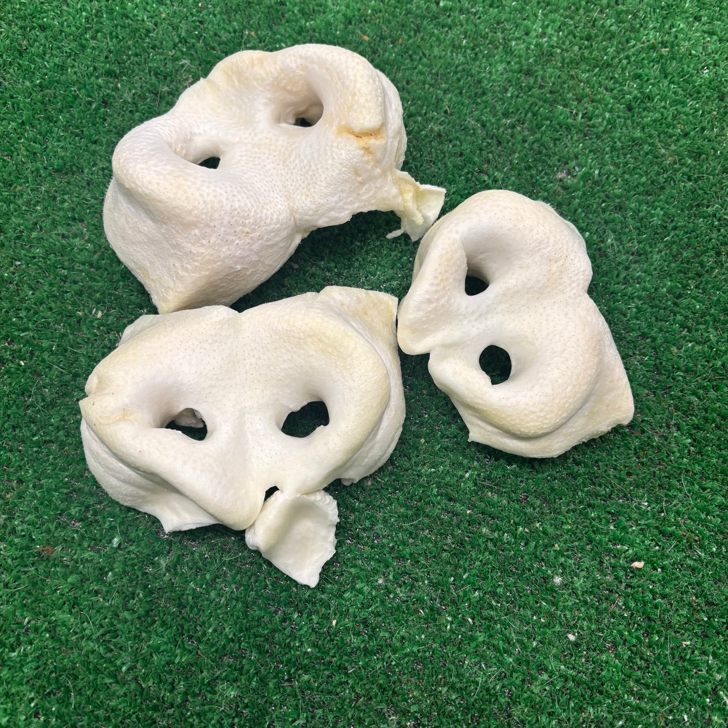 3 x Puffed Pig Snouts - Natural Doggy Treats