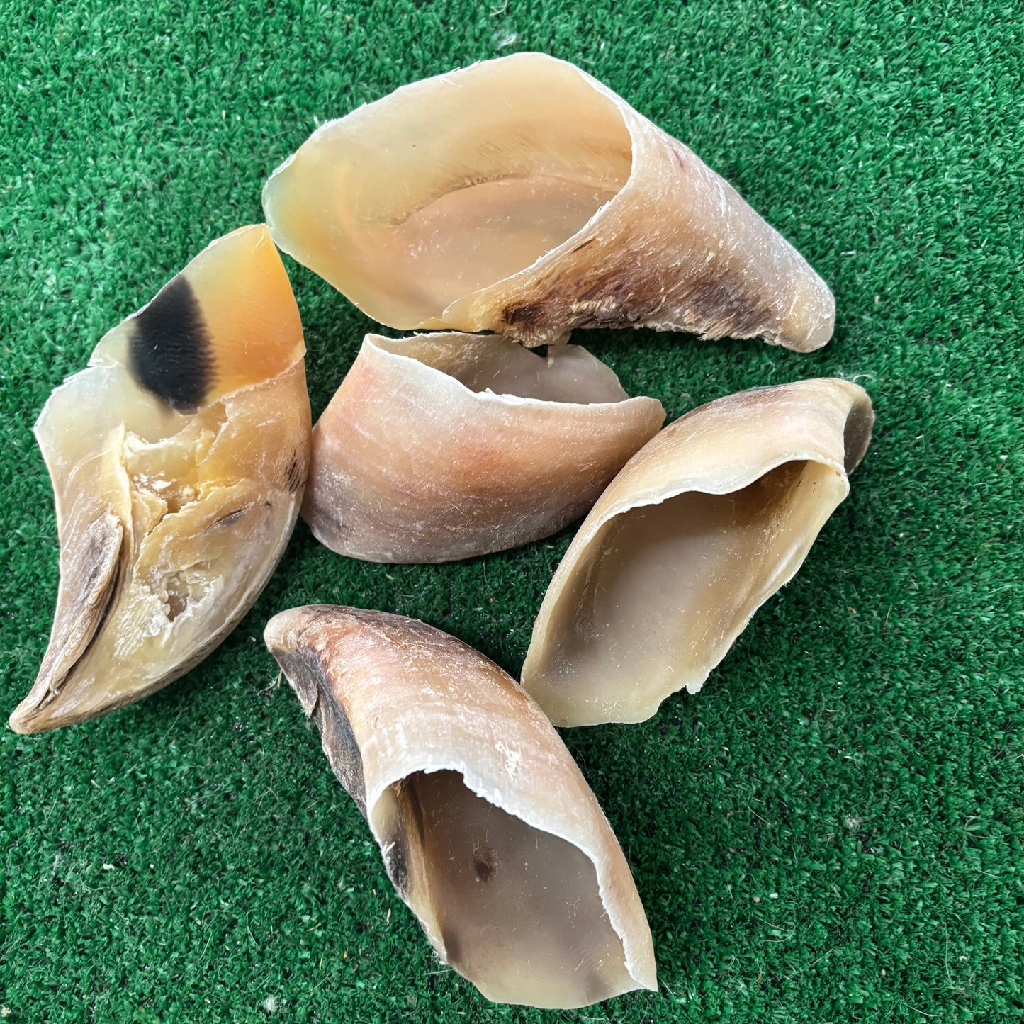 5 x Cow Hooves - Natural Doggy Treats