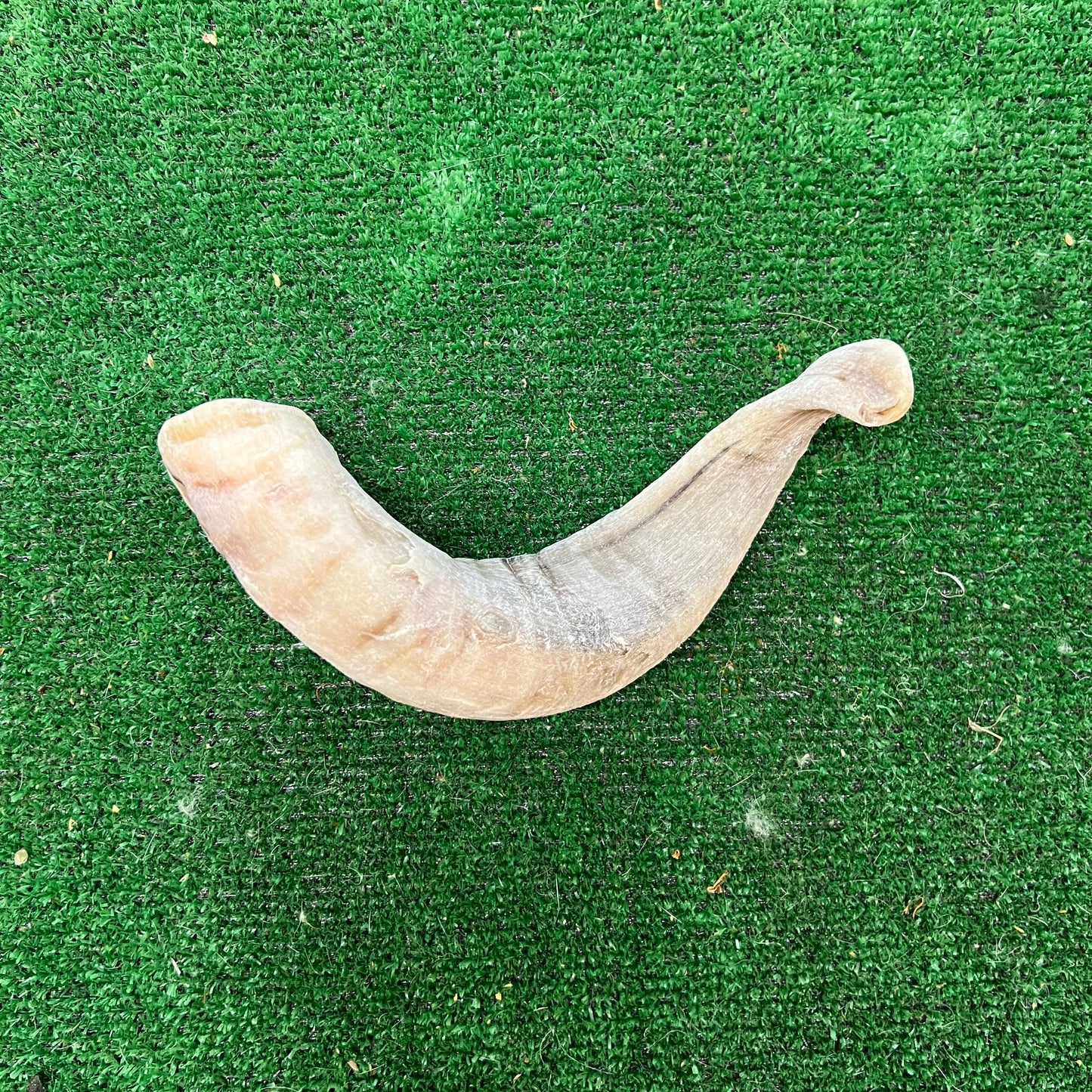 Ram Horn