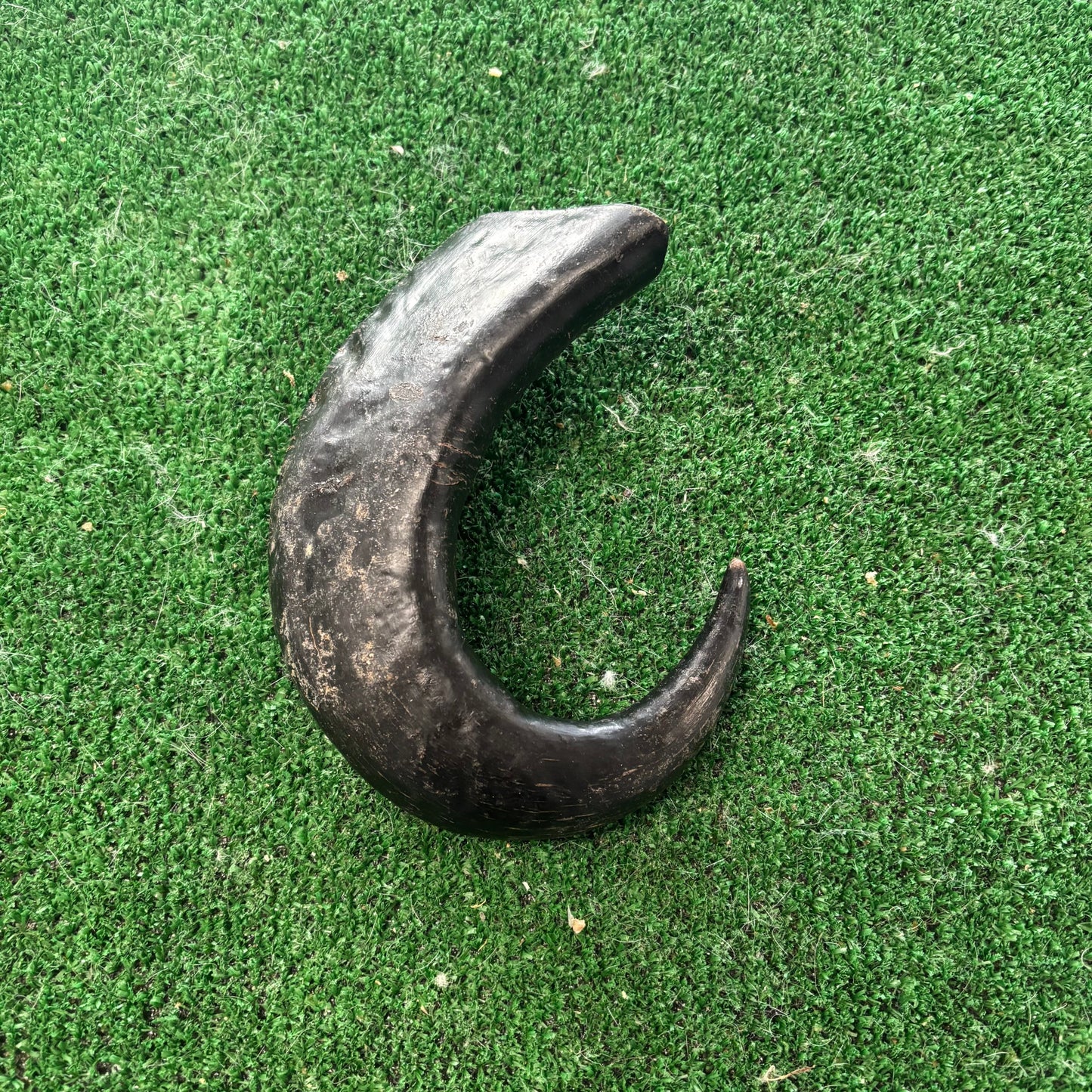 Buffalo Horn - Natural Doggy Treats