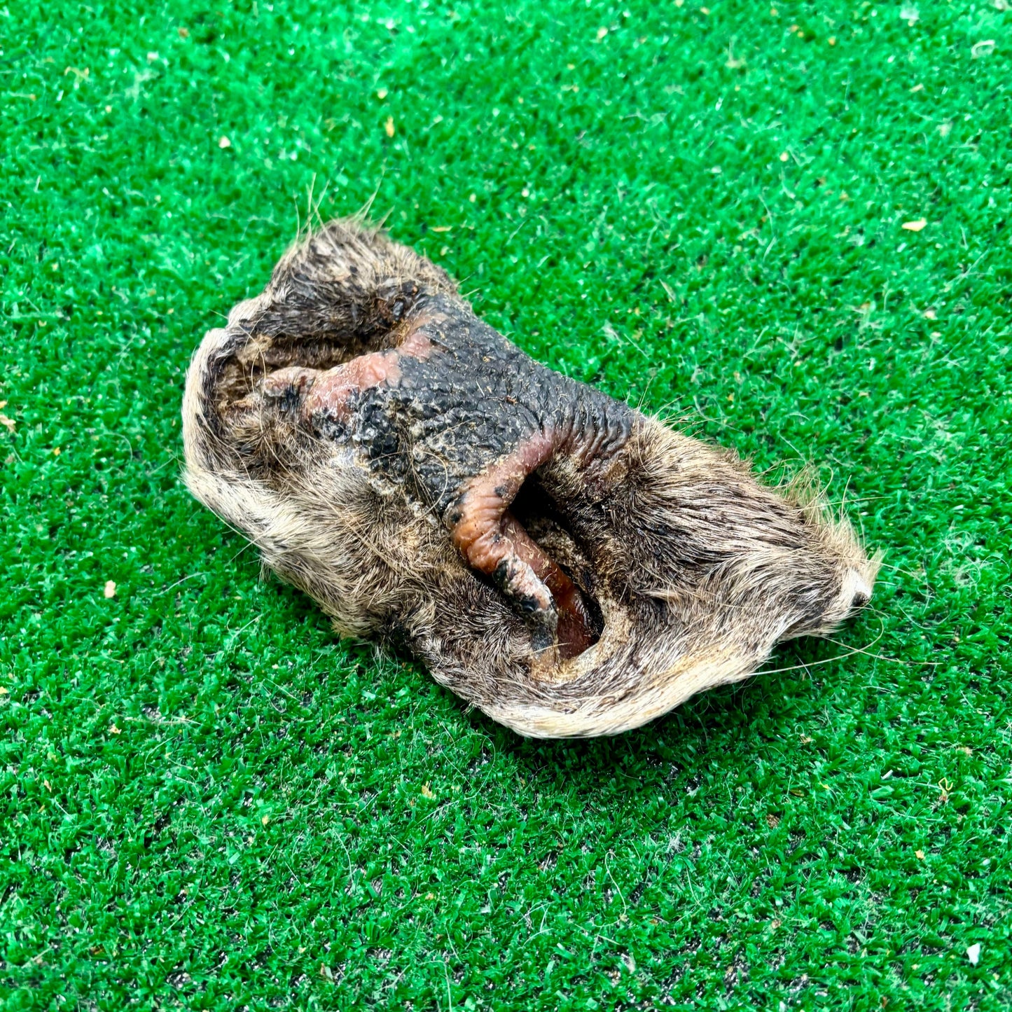 Cow Nose - Natural Doggy Treats