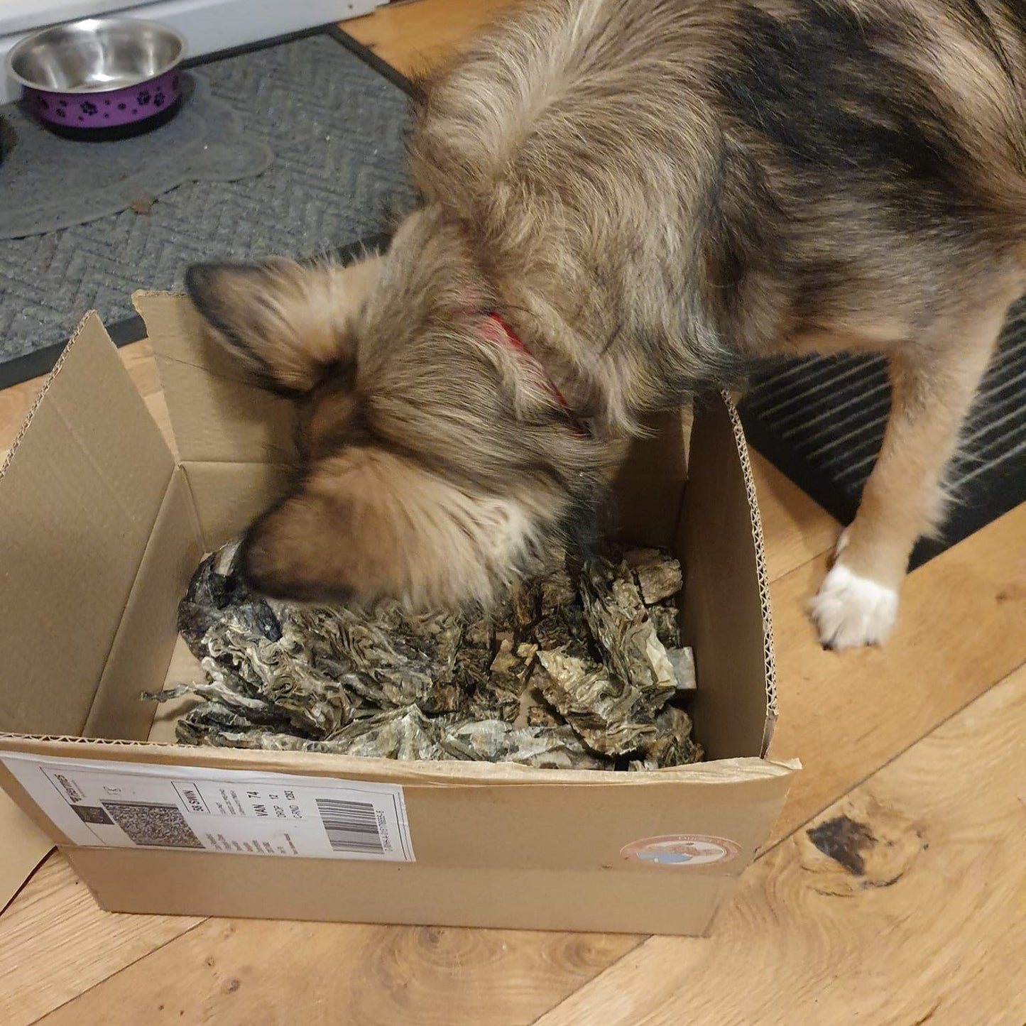 The Fish Box - Natural Doggy Treats