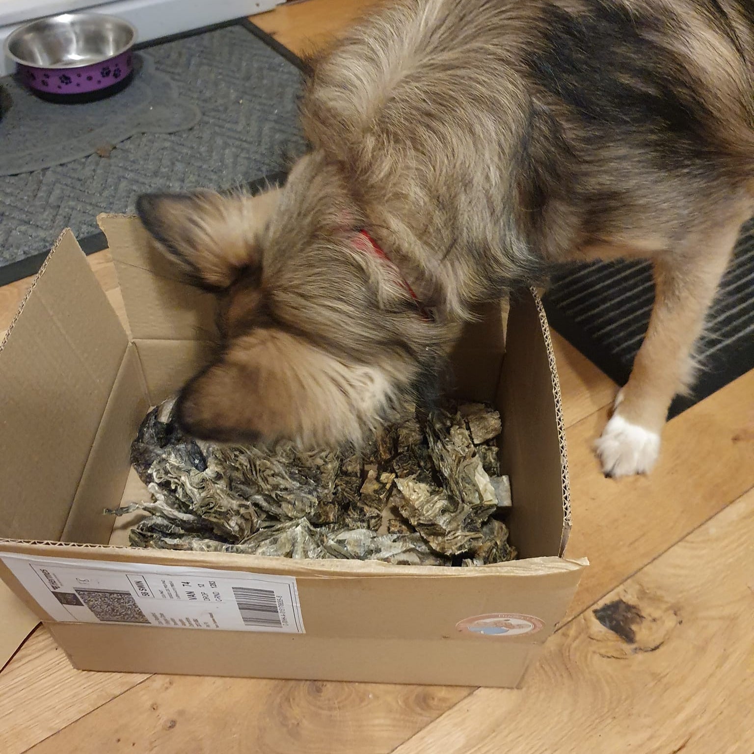 The Fish Box - Natural Doggy Treats