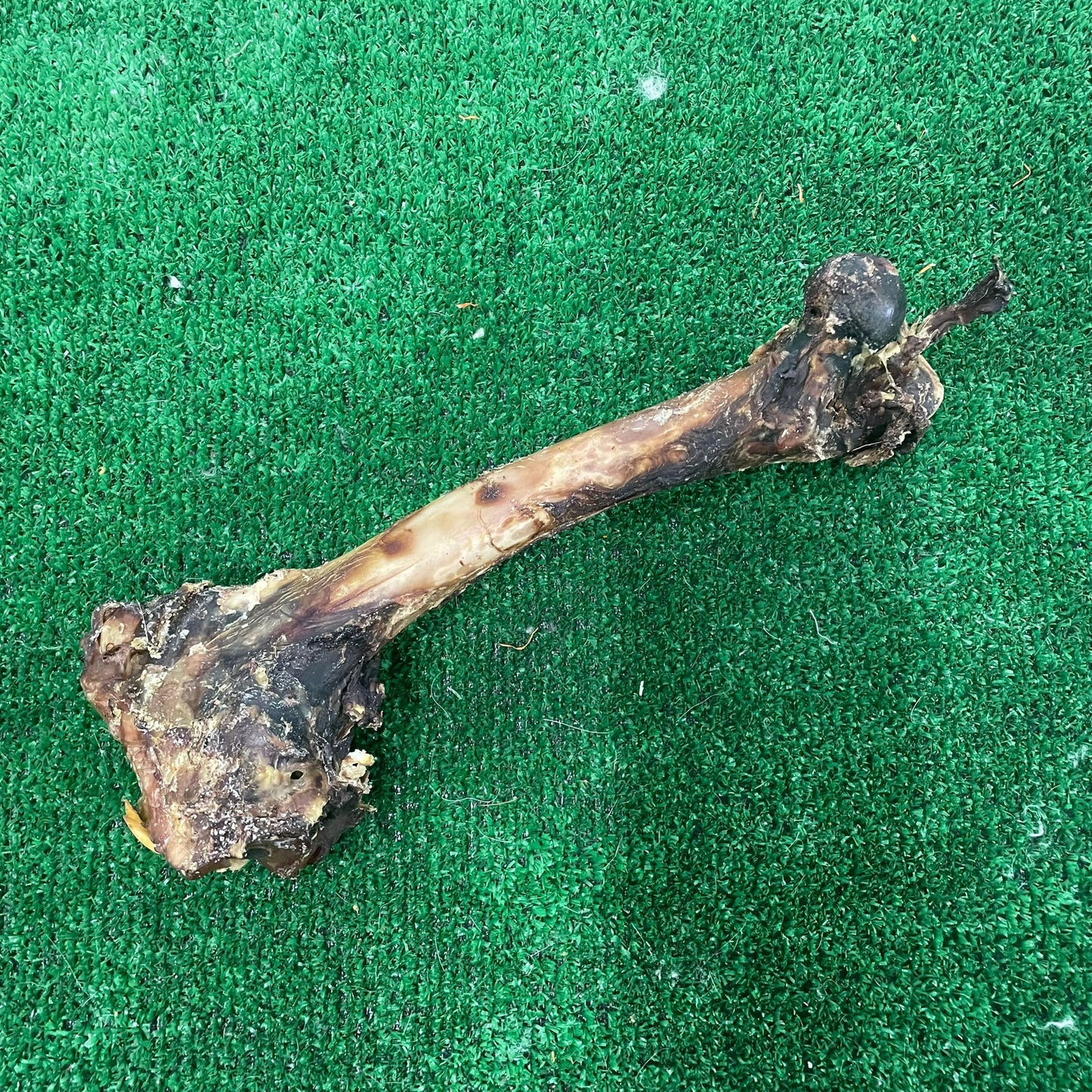 Deer Bone - 100% natural, free from raw hide & any hidden nasties.