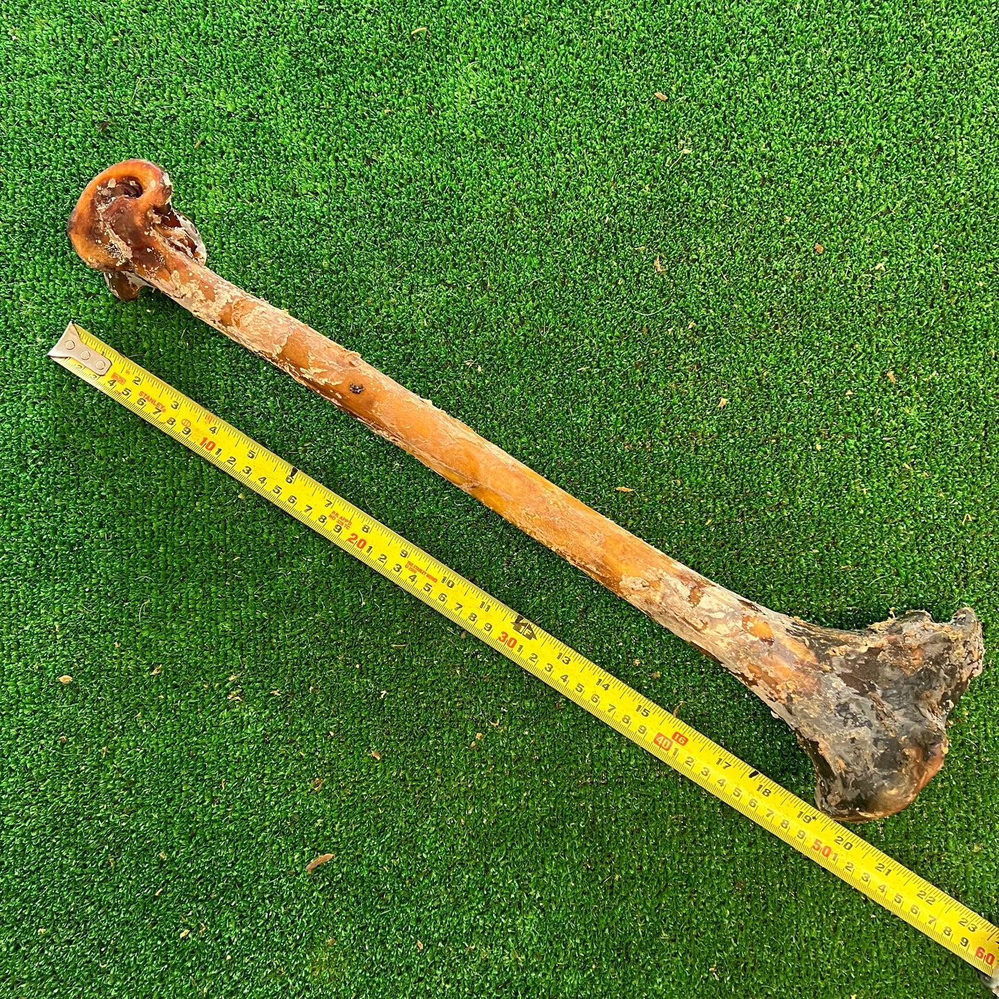 Ostrich Cave Man Bone - 100% natural, free from raw hide & any hidden nasties.