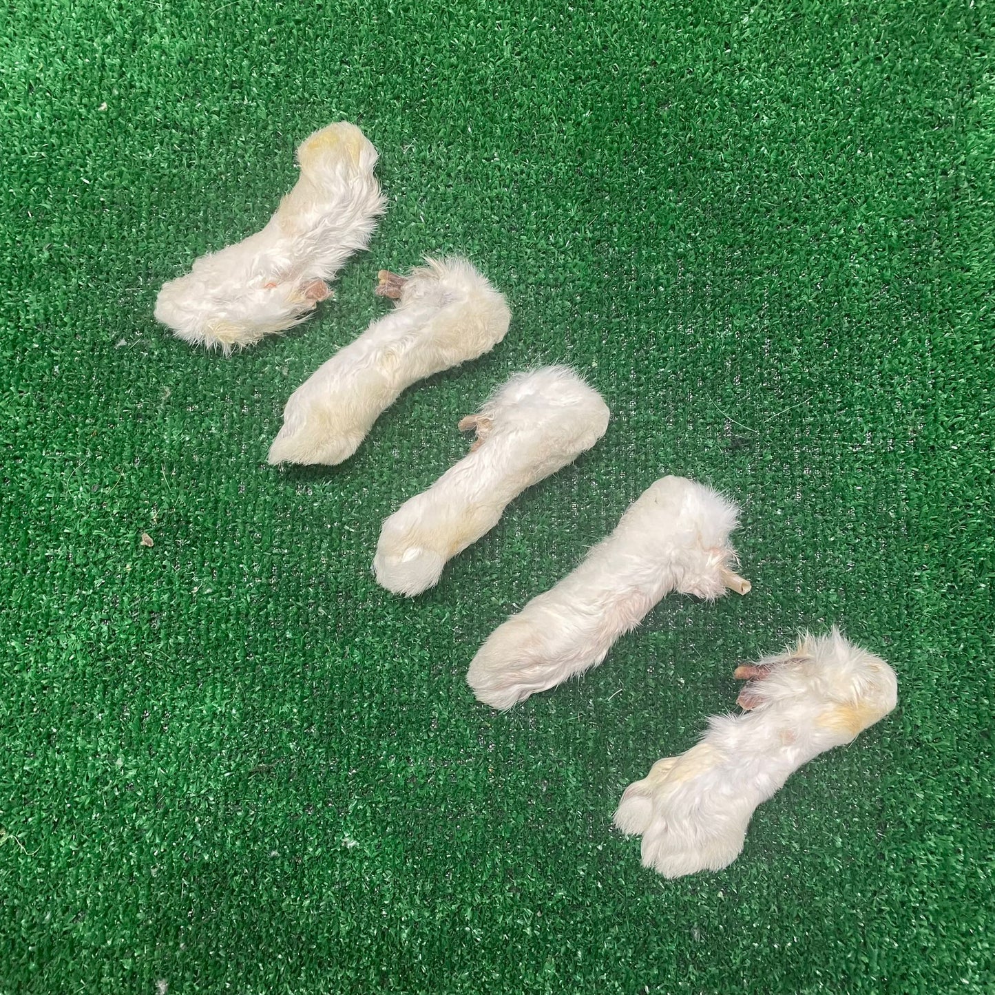Rabbit Feet - 100% natural, free from raw hide & any hidden nasties.