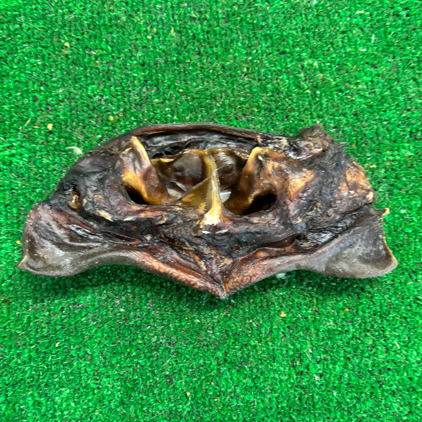 Cow Nose