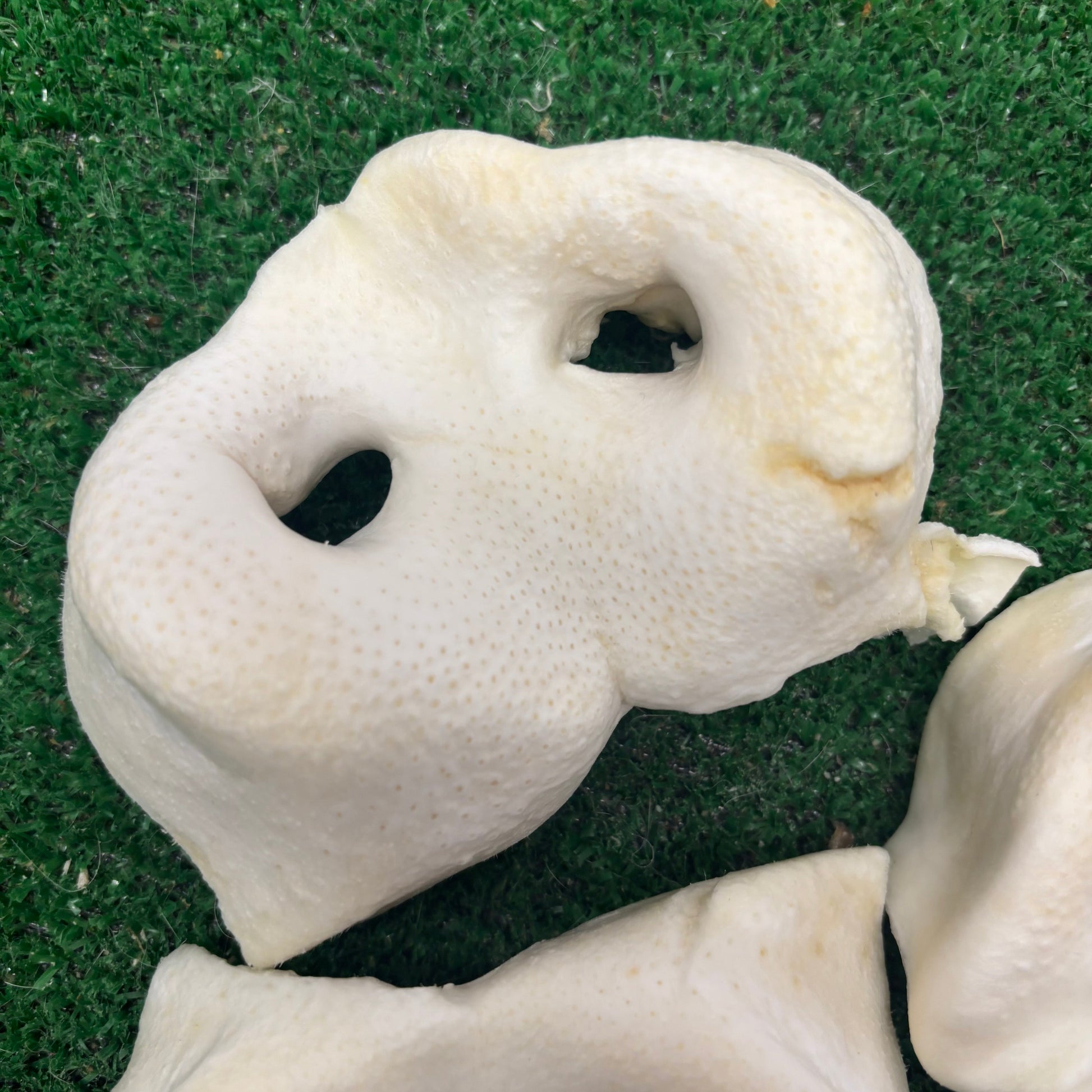 3 x Puffed Pig Snouts - Natural Doggy Treats