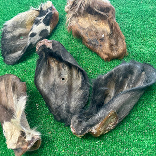 5 x Large Cow Ears