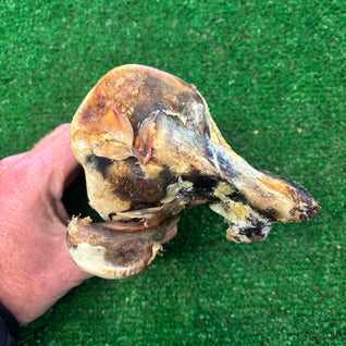 Ostrich Knuckle Large