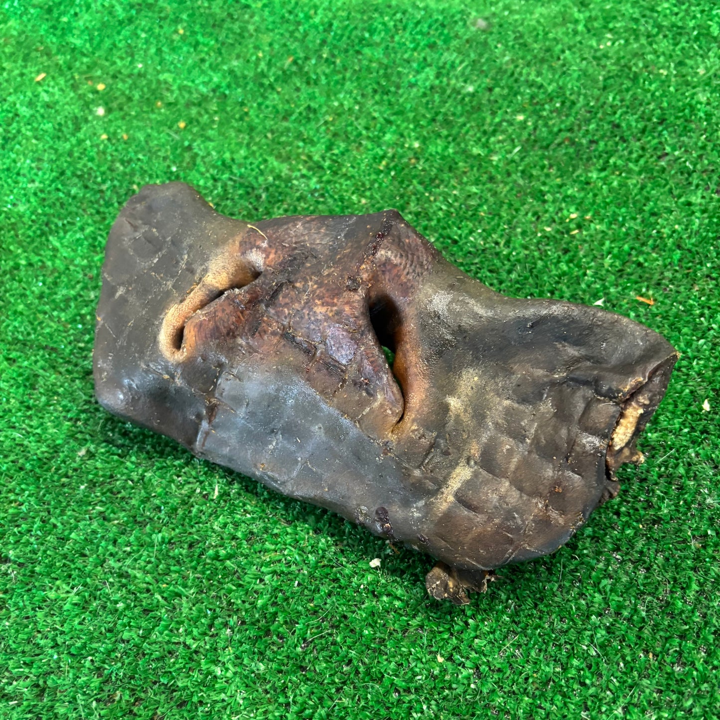Cow Nose