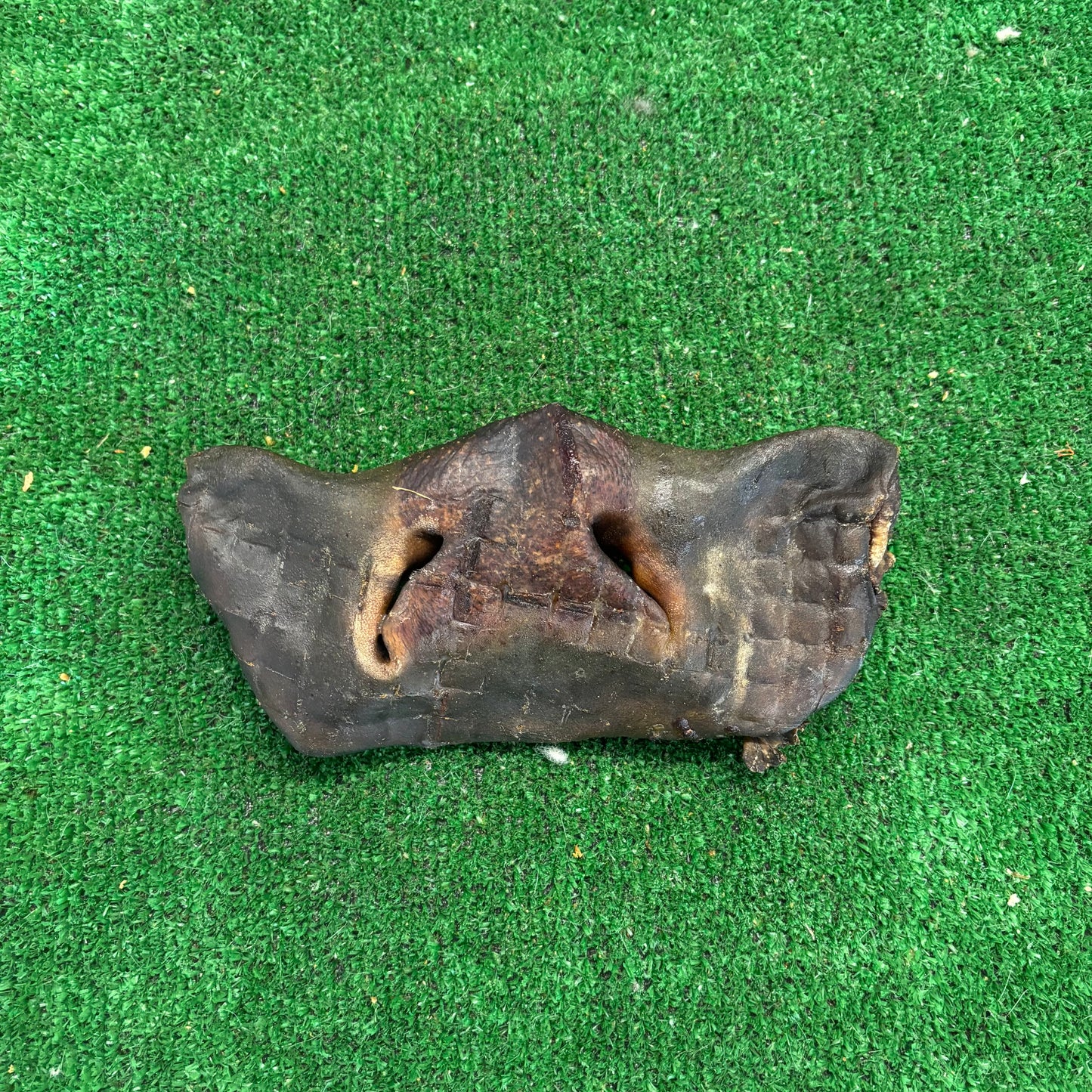 Cow Nose