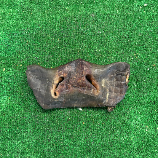 Cow Nose