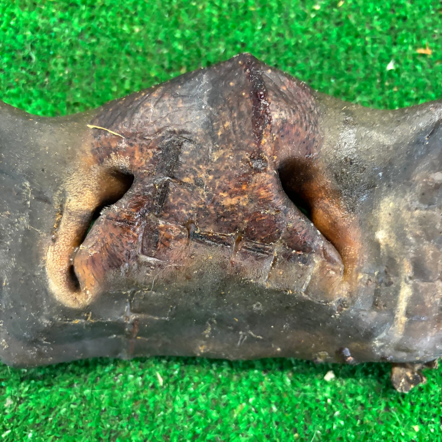 Cow Nose
