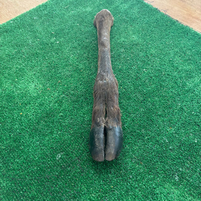 Giant Deer Legs