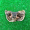 Cow Nose
