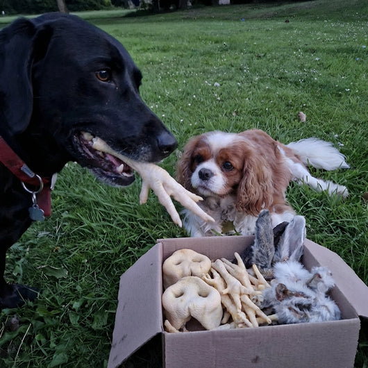 The Big White Box - 55 Treats