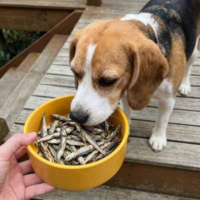Sprats 500g