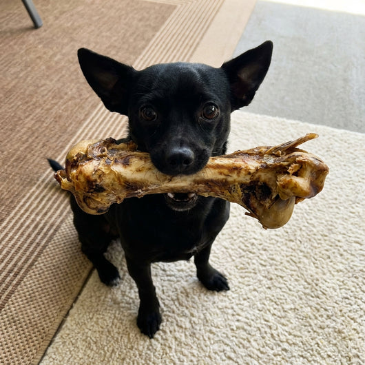 Ostrich Dino Bone