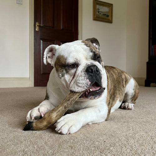 3 x Venison Deer Legs