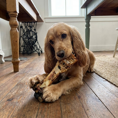 Giant Beef Bone