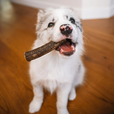 Red Deer Full Antlers