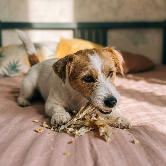 15 x Rabbit Ears - No Fur