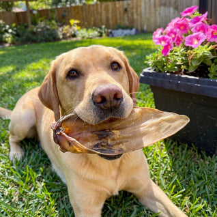 30 x Non Hairy Cow Ears