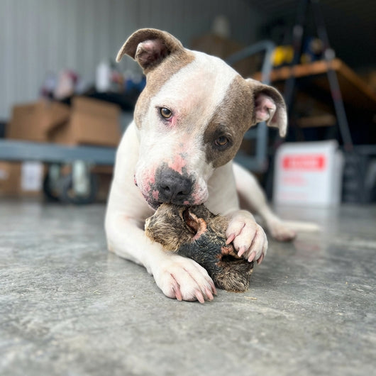 Cow Nose
