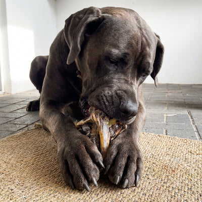 Ostrich Knuckle Large