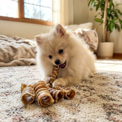 Beef trachea curls x10