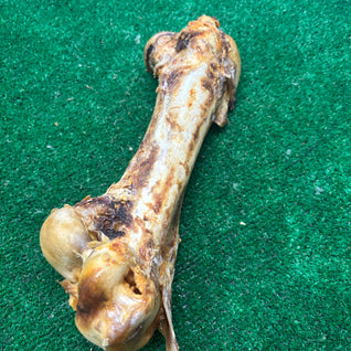 Ostrich Dino Bone