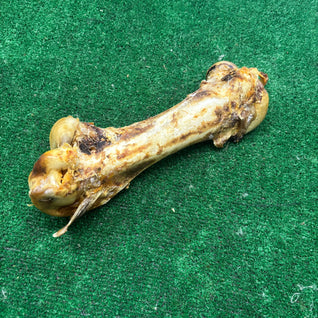 Ostrich Dino Bone