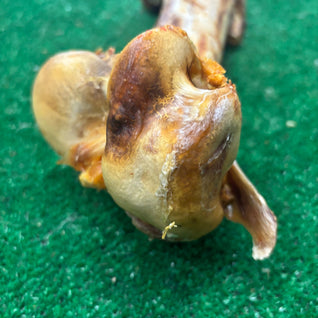 Ostrich Dino Bone