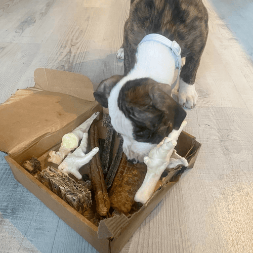 Puppy Treat Box