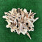 50 x Rabbit Ears