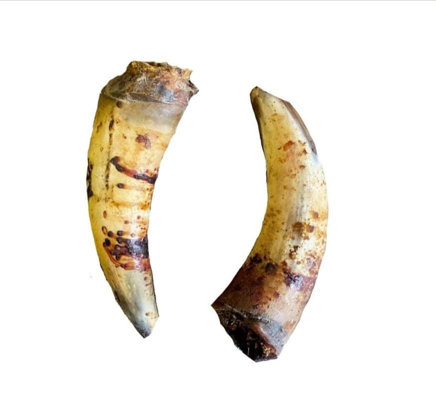 Cow Horn - 100% natural, free from raw hide & any hidden nasties.