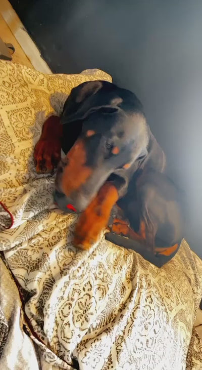 Durable Dumbbell Dog Toy