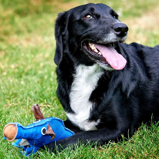 Dino the Dyno Fish, Eco Toy - Natural Doggy Treats
