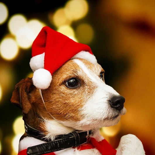 Doggy Santa Hat - 100% natural, free from raw hide & any hidden nasties.