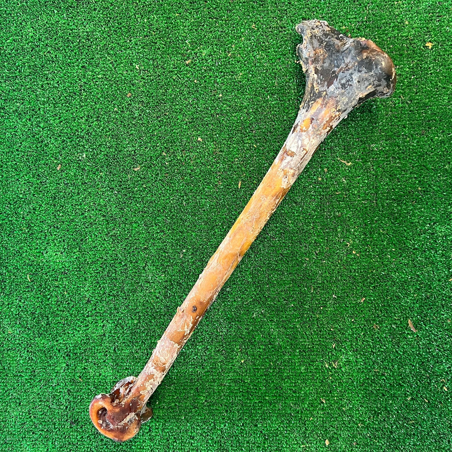 Ostrich Cave Man Bone - 100% natural, free from raw hide & any hidden nasties.