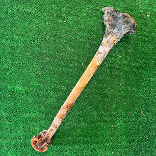 Ostrich Cave Man Bone