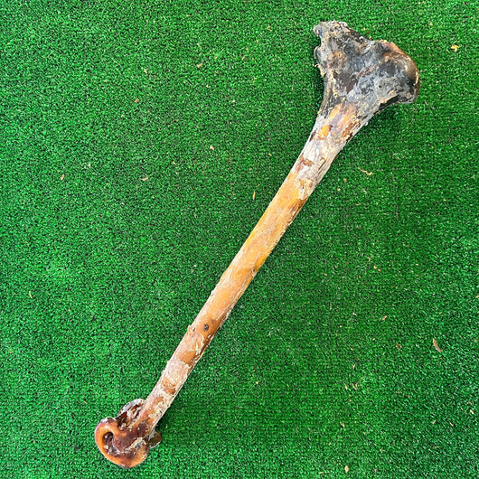 Ostrich Cave Man Bone - 100% natural, free from raw hide & any hidden nasties.