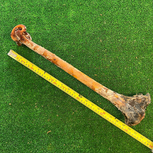 Ostrich Cave Man Bone