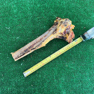 Ostrich Tibia Bone