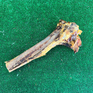 Ostrich Tibia Bone