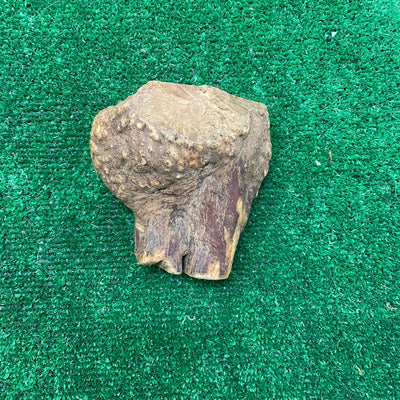 Root Chew - 100% natural, free from raw hide & any hidden nasties.