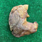 Unrolled Pig Stomach